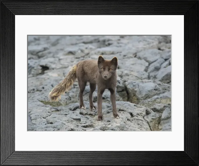 Framed Print : North America, USA, Alaska, Pribilof Islands, St Paul. Blue phase Arctic Fox Framed Print : North America, USA, Alaska, Pribilof Islands, St Paul. Blue phase Arctic Fox
