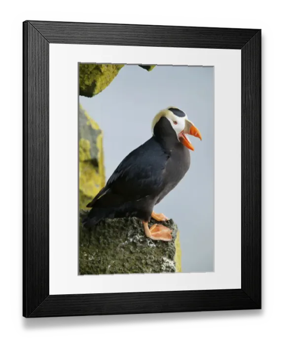 Framed Print : North America, USA, Alaska, Pribilof Islands, St Paul. Tufted Puffin Framed Print : North America, USA, Alaska, Pribilof Islands, St Paul. Tufted Puffin