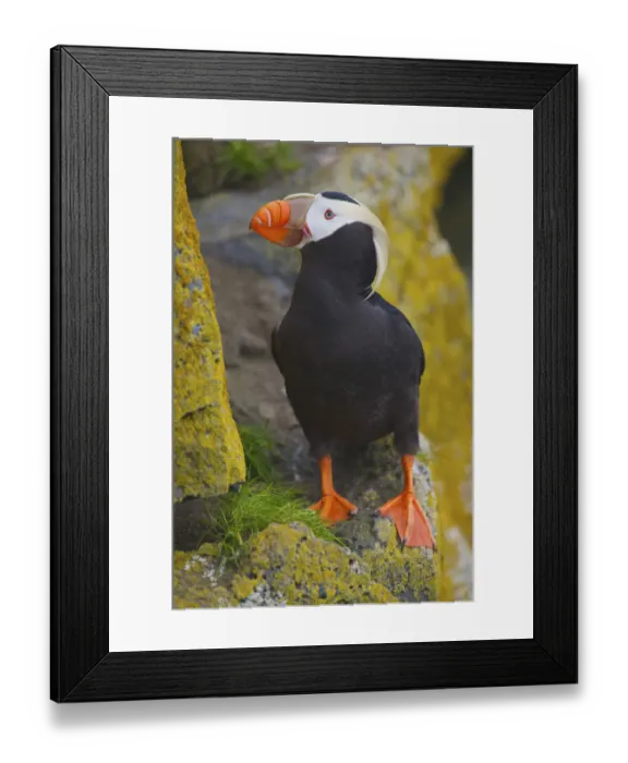 Framed Print : North America, USA, Alaska, Pribilof Islands, St Paul. Tufted Puffin