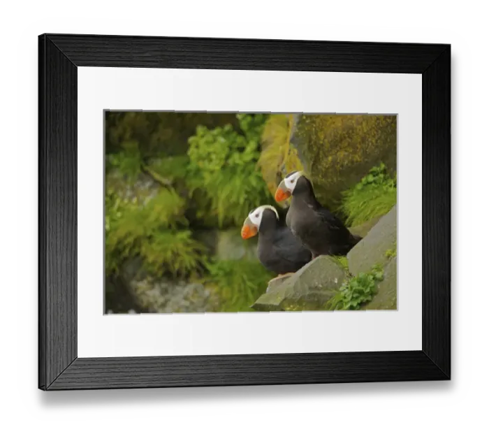 Framed Print : North America, USA, Alaska, Pribilof Islands, St Paul. Tufted puffin with a mouthful