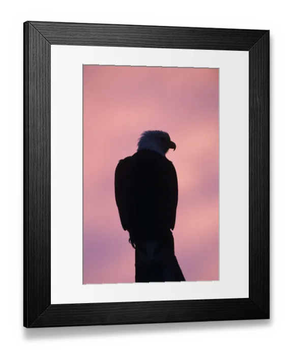Framed Print : Bald Eagle, Haliaeetus leucocephalus, adult at dawn sunrise, Homer, Alaska, USA, March Framed Print : Bald Eagle, Haliaeetus leucocephalus, adult at dawn sunrise, Homer, Alaska, USA, March