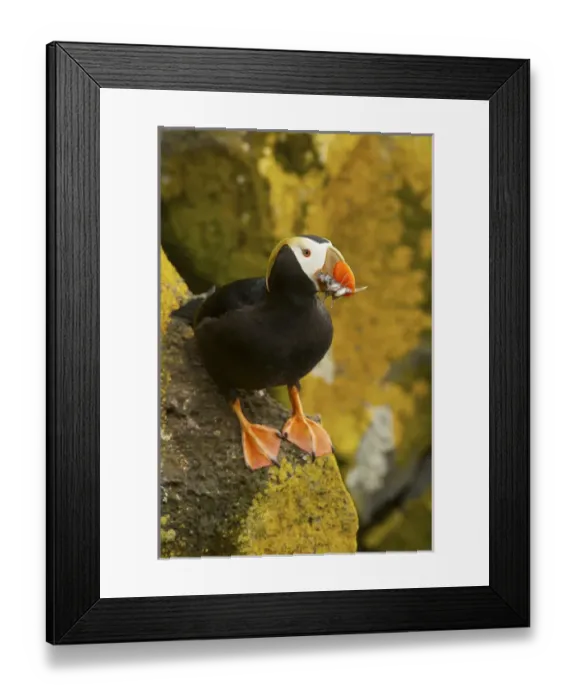 Framed Print : North America, USA, Alaska, Pribilof Islands, St Paul. Tufted puffin with a mouthful Framed Print : North America, USA, Alaska, Pribilof Islands, St Paul. Tufted puffin with a mouthful