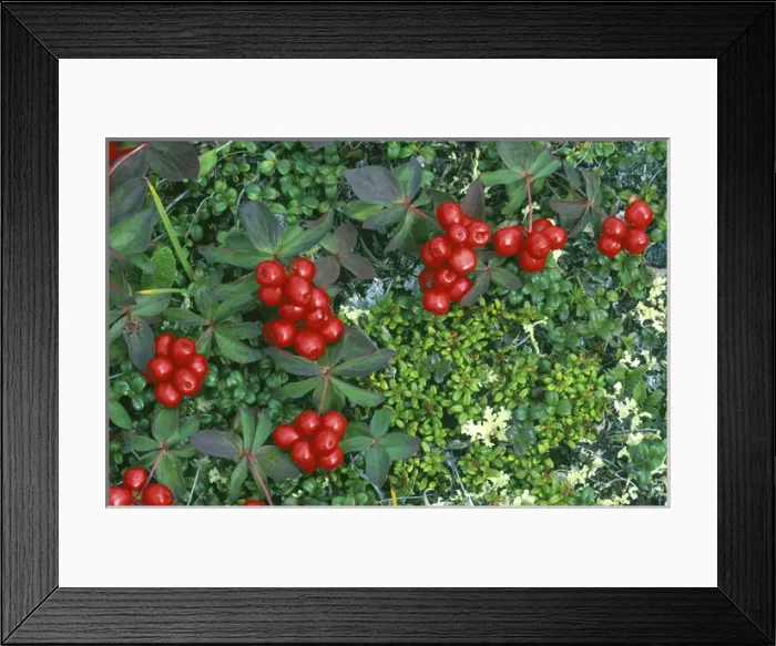 Framed Print : Bunchberry, White Mountains National Recreation Area, AK, USA Framed Print : Bunchberry, White Mountains National Recreation Area, AK, USA