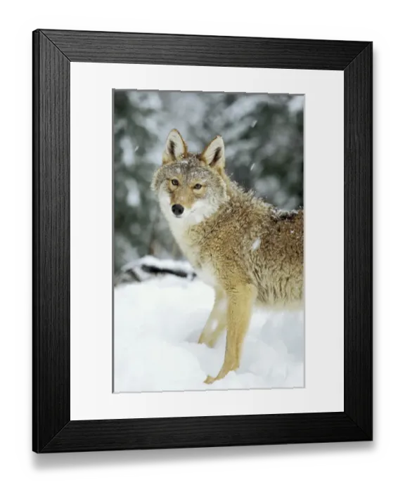 Framed Print : 06. coyote, Canis latrans, in the snow in the foothills of the Takshanuk mountains Framed Print : 06. coyote, Canis latrans, in the snow in the foothills of the Takshanuk mountains