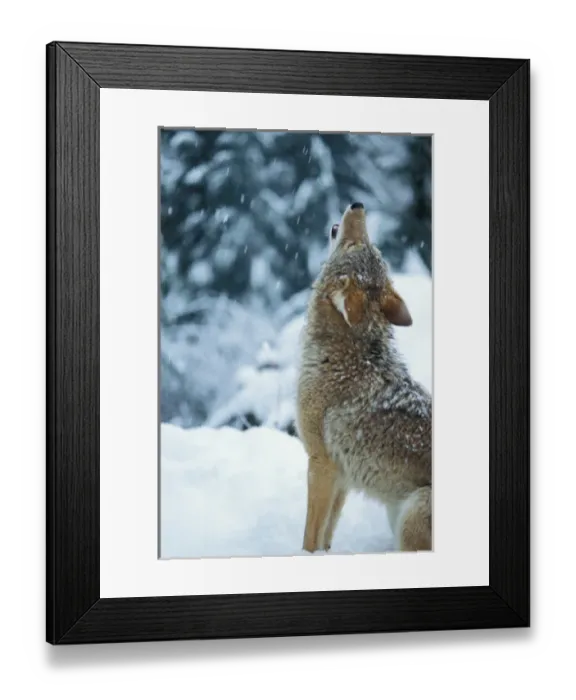 Framed Print : coyote, Canis latrans, howling in the snowy foothills of the Takshanuk mountains Framed Print : coyote, Canis latrans, howling in the snowy foothills of the Takshanuk mountains