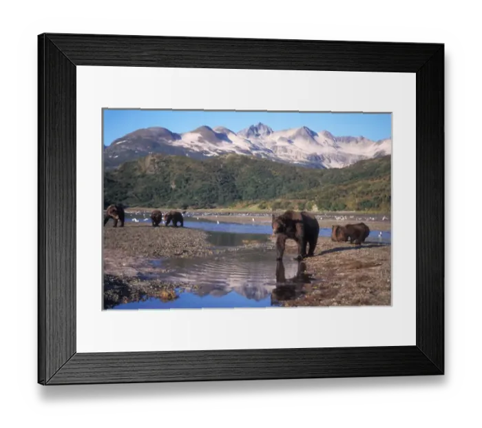 Framed Print : brown bear, Ursus arctos, grizzly bear, Ursus horribils, sows and cubs in a riverbed