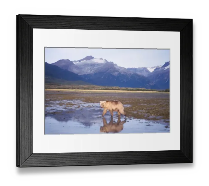 Framed Print : brown bear, Ursus arctos, grizzly bear, Ursus horribils, rare blond (white) bear Framed Print : brown bear, Ursus arctos, grizzly bear, Ursus horribils, rare blond (white) bear