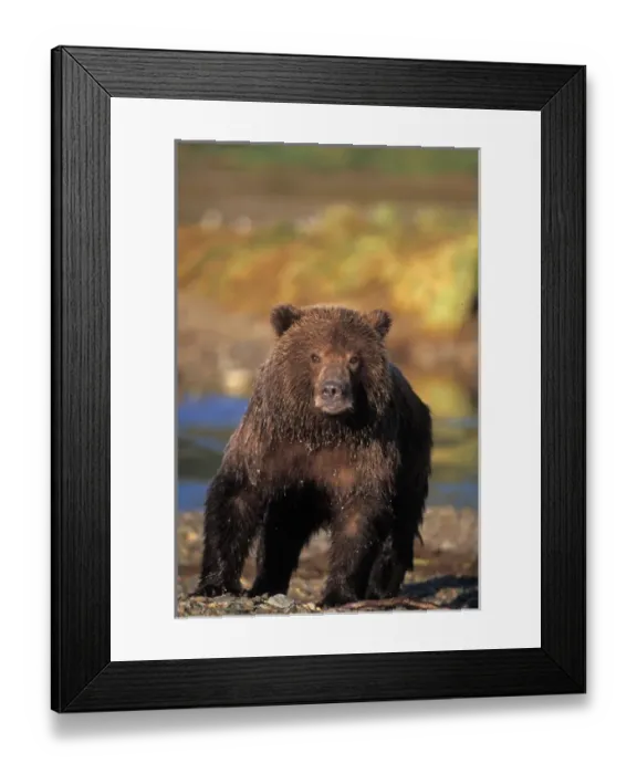 Framed Print : brown bear, Ursus arctos, grizzly bear, Ursus horribils, cub along east coast of Framed Print : brown bear, Ursus arctos, grizzly bear, Ursus horribils, cub along east coast of