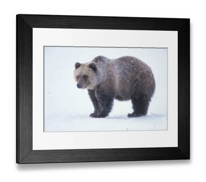 Framed Print : grizzly bear, Ursus horribils, brown bear, Ursus arctos, on the North Slope of the Brooks Range Framed Print : grizzly bear, Ursus horribils, brown bear, Ursus arctos, on the North Slope of the Brooks Range