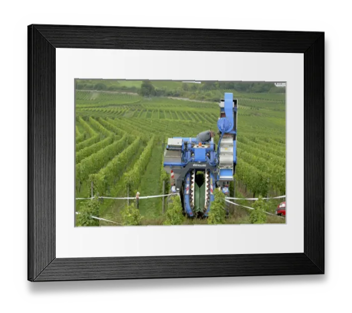 Framed Print : Europe, Germany, Hessen, Rudesheim am Rhein, Mechanical grape harvester Framed Print : Europe, Germany, Hessen, Rudesheim am Rhein, Mechanical grape harvester