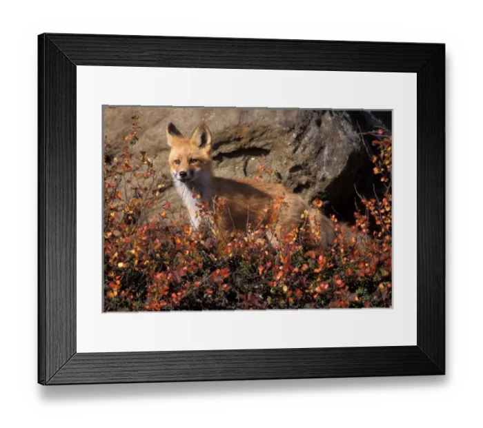 Framed Print : red fox, Vulpes vulpes, in fall tundra colors on the central North Slope of the Brooks Range Framed Print : red fox, Vulpes vulpes, in fall tundra colors on the central North Slope of the Brooks Range