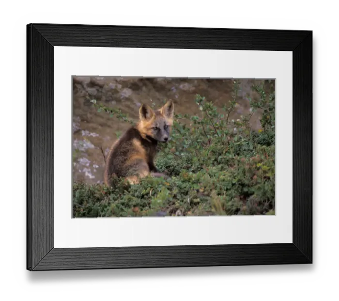 Framed Print : red fox, Vulpes vulpes, in tundra on the coastal plain of the North Slope of the Brooks Range Framed Print : red fox, Vulpes vulpes, in tundra on the coastal plain of the North Slope of the Brooks Range