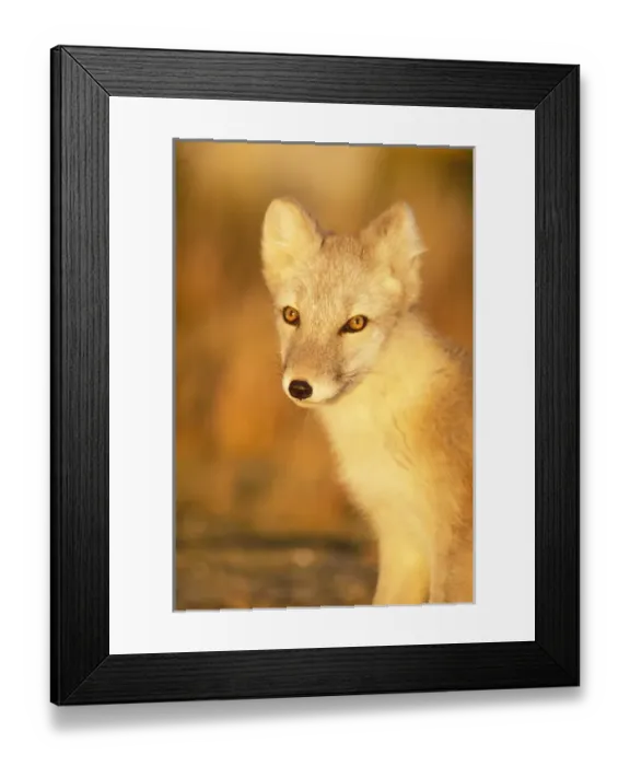 Framed Print : arctic fox, Alopex lagopus, on the 1002 coastal plain of the Arctic National Wildlife Refuge Framed Print : arctic fox, Alopex lagopus, on the 1002 coastal plain of the Arctic National Wildlife Refuge