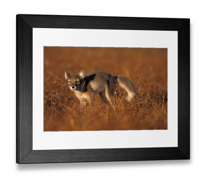 Framed Print : arctic fox, Alopex lagopus, young on the 1002 coastal plain of the Arctic National Wildlife Refuge Framed Print : arctic fox, Alopex lagopus, young on the 1002 coastal plain of the Arctic National Wildlife Refuge