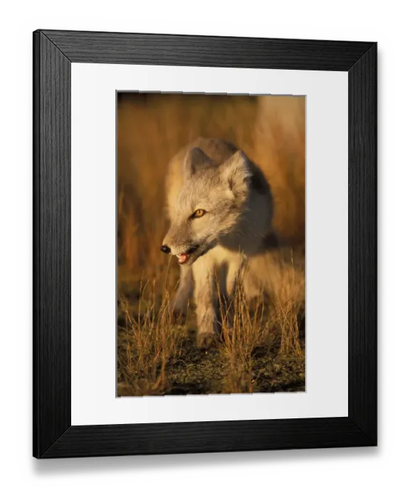Framed Print : arctic fox, Alopex lagopus, on the 1002 coastal plain of the Arctic National Wildlife Refuge Framed Print : arctic fox, Alopex lagopus, on the 1002 coastal plain of the Arctic National Wildlife Refuge