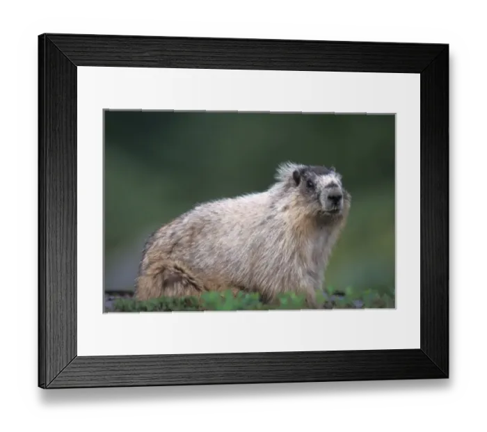 Framed Print : hoary marmot, Marmota caligata, suns itself on a rock, Exit Glacier, Kenai Fjords National Park Framed Print : hoary marmot, Marmota caligata, suns itself on a rock, Exit Glacier, Kenai Fjords National Park
