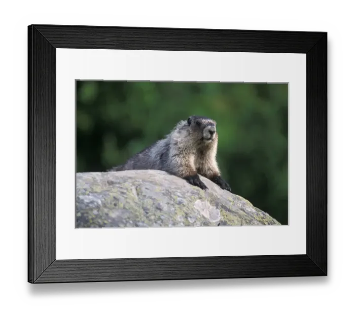 Framed Print : hoary marmot, Marmota caligata, suns itself on a rock, Exit Glacier, Kenai Fjords National Park