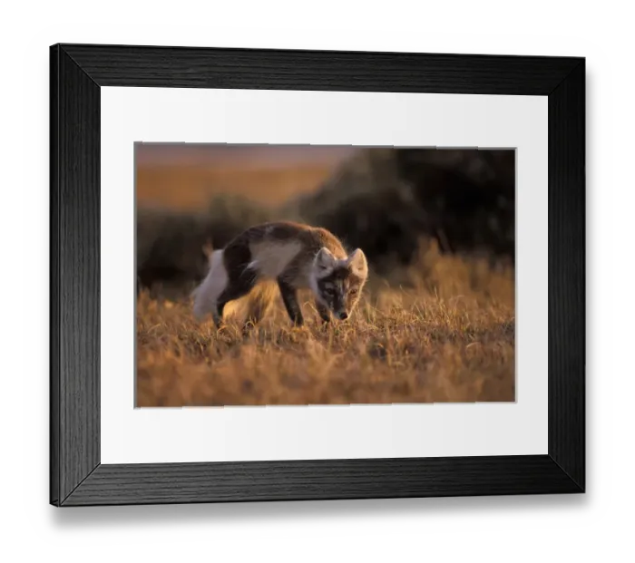 Framed Print : arctic fox, Alopex lagopus, on the 1002 coastal plain of the Arctic National Wildlife Refuge Framed Print : arctic fox, Alopex lagopus, on the 1002 coastal plain of the Arctic National Wildlife Refuge