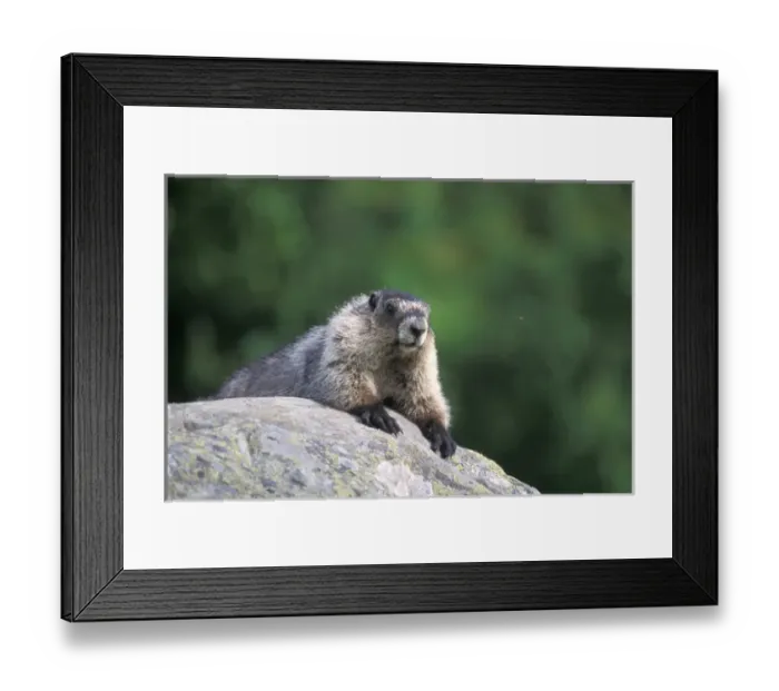 Framed Print : hoary marmot, Marmota caligata, suns itself on a rock, Exit Glacier, Kenai Fjords National Park Framed Print : hoary marmot, Marmota caligata, suns itself on a rock, Exit Glacier, Kenai Fjords National Park