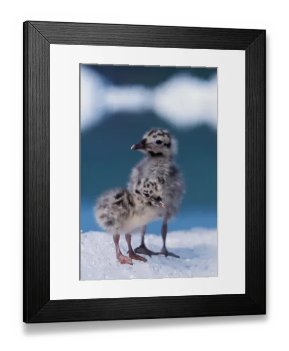 Framed Print : mew gull, Larus canus, chicks sit on ice from Bear Glacier to avoid bugs, Bear Glacier Lake Framed Print : mew gull, Larus canus, chicks sit on ice from Bear Glacier to avoid bugs, Bear Glacier Lake