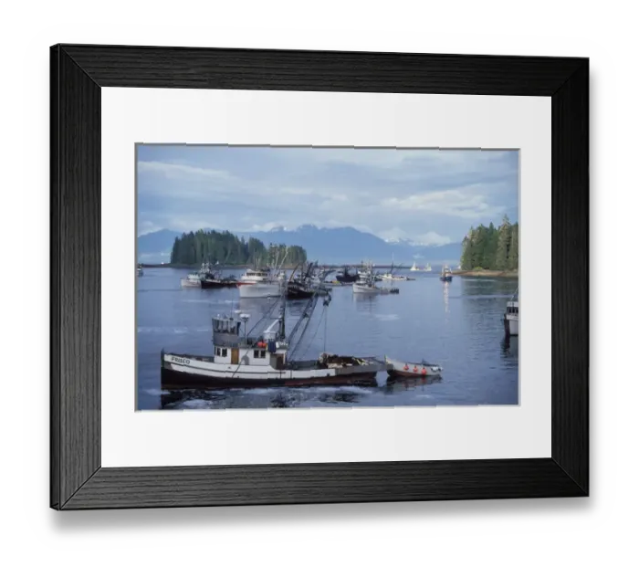 Framed Print : commercial sien fishing vessels returning to off load chum or dog salmon, Oncorhynchus keta Framed Print : commercial sien fishing vessels returning to off load chum or dog salmon, Oncorhynchus keta