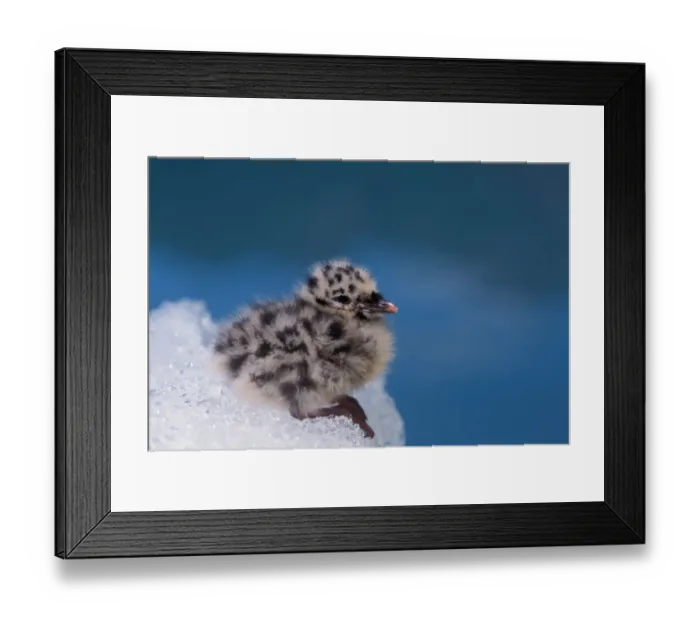 Framed Print : mew gull, Larus canus, chick sit on ice from Bear Glacier to avoid bugs, Bear Glacier Lake Framed Print : mew gull, Larus canus, chick sit on ice from Bear Glacier to avoid bugs, Bear Glacier Lake