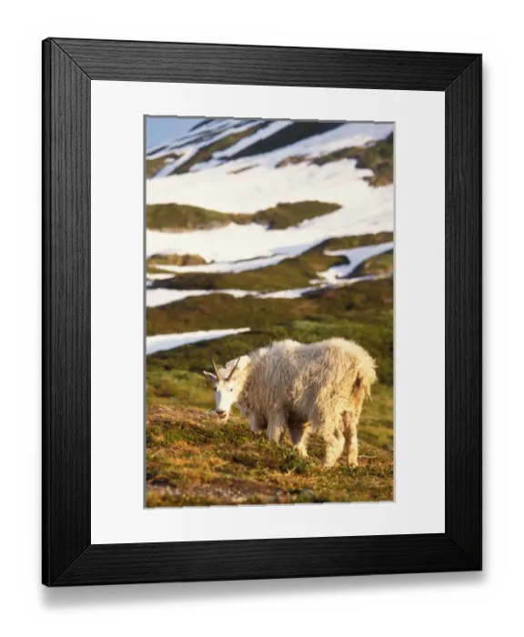 Framed Print : mountain goat, Oreamnos americanus, female grazing on a hillside off Exit Glacier Framed Print : mountain goat, Oreamnos americanus, female grazing on a hillside off Exit Glacier