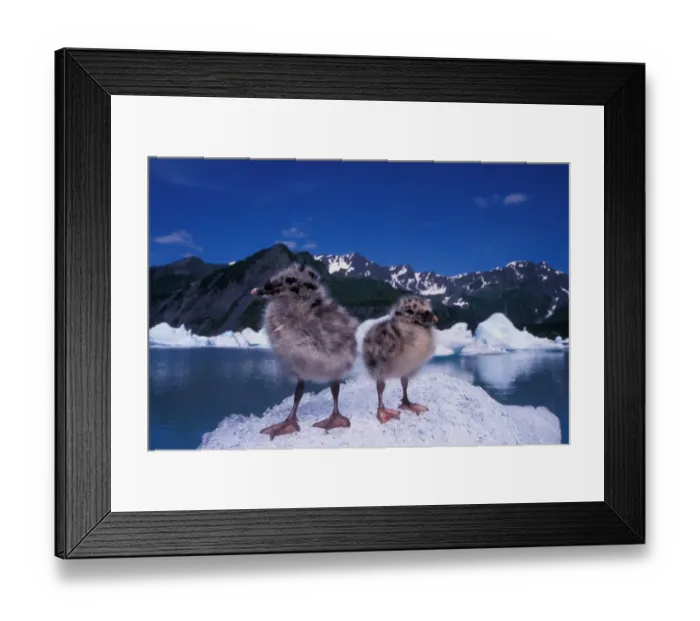 Framed Print : mew gull, Larus canus, chicks sit on ice from Bear Glacier to avoid bugs, Bear Glacier Lake Framed Print : mew gull, Larus canus, chicks sit on ice from Bear Glacier to avoid bugs, Bear Glacier Lake