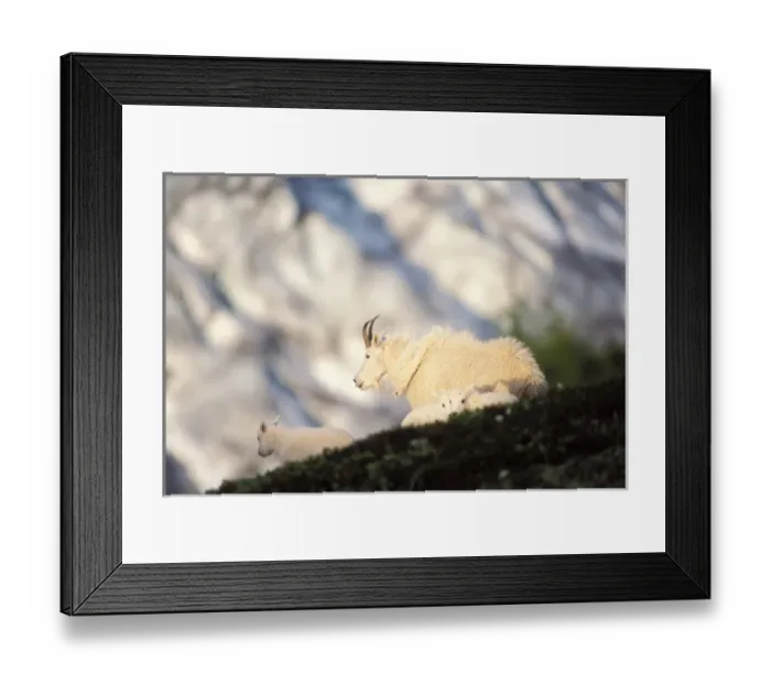 Framed Print : mountain goat, Oreamnos americanus, female with young kids rest on a hillside off Exit Glacier Framed Print : mountain goat, Oreamnos americanus, female with young kids rest on a hillside off Exit Glacier