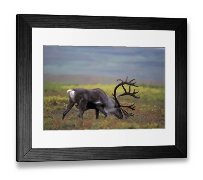 Framed Print : caribou, Rangifer tarandus, bull feeding on vegetation in Denali National Park, Alaska Framed Print : caribou, Rangifer tarandus, bull feeding on vegetation in Denali National Park, Alaska