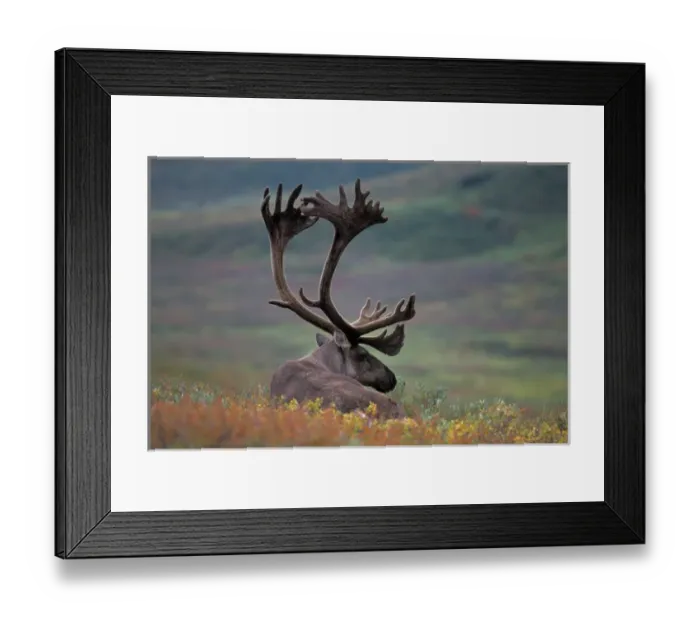 Framed Print : caribou, Rangifer tarandus, resting in fall colors, Denali National Park, Alaska Framed Print : caribou, Rangifer tarandus, resting in fall colors, Denali National Park, Alaska