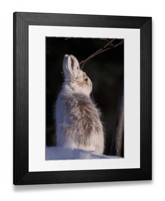 Framed Print : snowshoe hare, Lepus americanus, changing colors in the spring, southside of the Brooks Range Framed Print : snowshoe hare, Lepus americanus, changing colors in the spring, southside of the Brooks Range