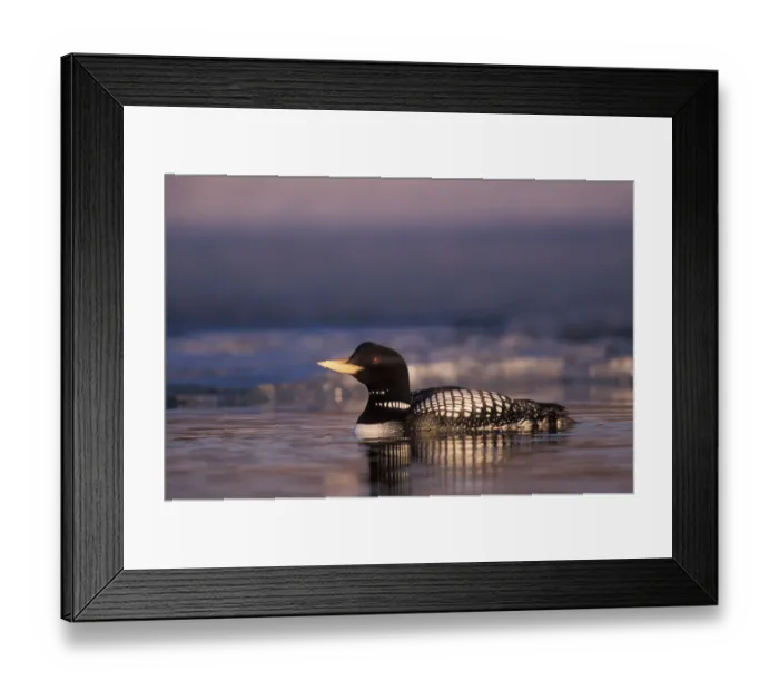 Framed Print : yellow-billed loon, Gavia adamsii, largest of the five loon species, swims on an Framed Print : yellow-billed loon, Gavia adamsii, largest of the five loon species, swims on an