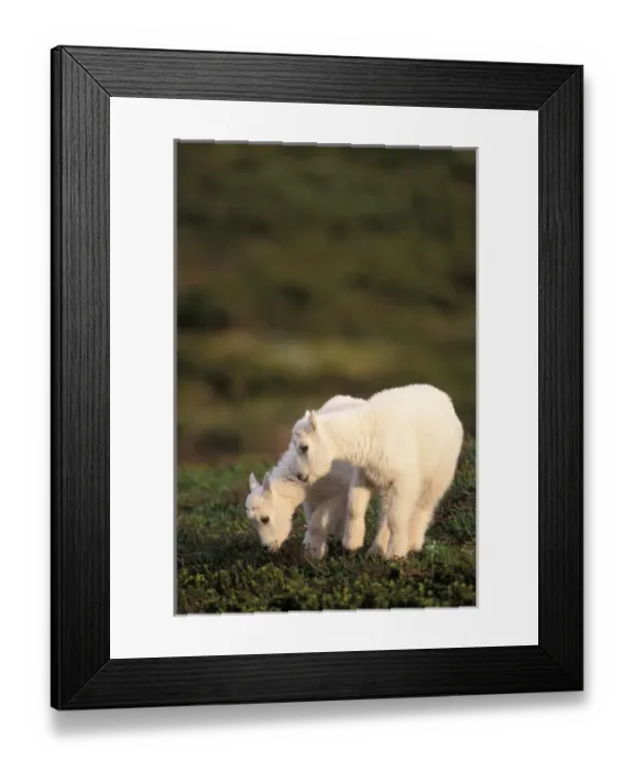 Framed Print : mountain goat, Oreamnos americanus, kids graze on a hillside off Exit Glacier, Kenai