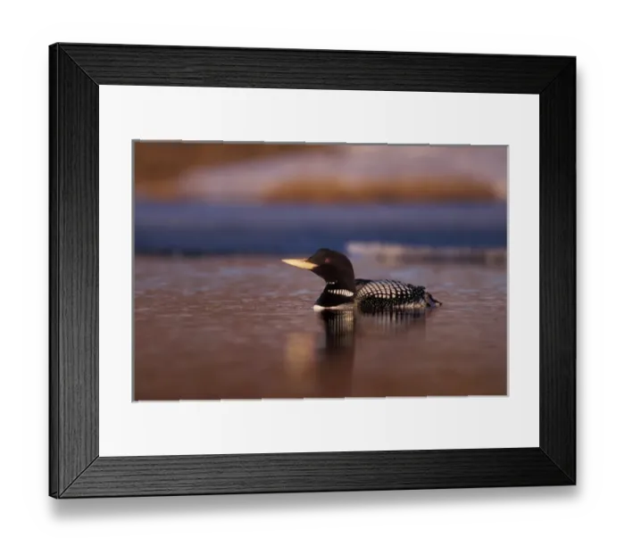 Framed Print : yellow-billed loon, Gavia adamsii, largest of the five loon species, swims on a lake Framed Print : yellow-billed loon, Gavia adamsii, largest of the five loon species, swims on a lake