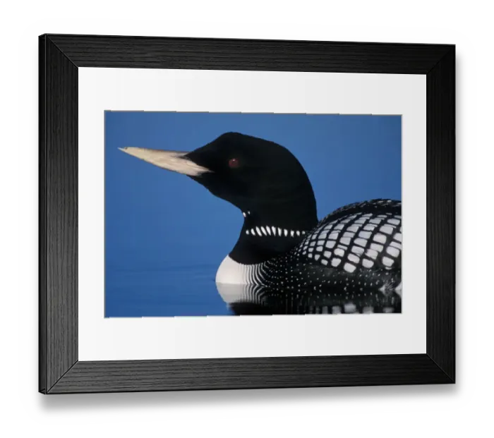 Framed Print : yellow-billed loon, Gavia adamsii, largest of the five loon species, swims on a lake Framed Print : yellow-billed loon, Gavia adamsii, largest of the five loon species, swims on a lake