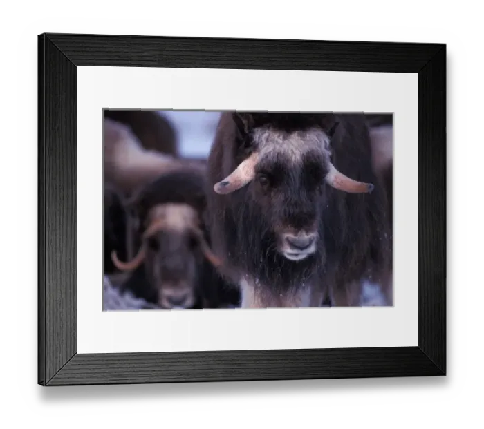 Framed Print : muskox, Ovibos moschatus, young bull in snow on the coastal plain of the North Slope Framed Print : muskox, Ovibos moschatus, young bull in snow on the coastal plain of the North Slope