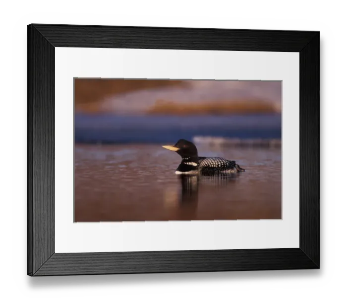 Framed Print : yellow-billed loon, Gavia adamsii, largest of the five loon species, swims on a lake