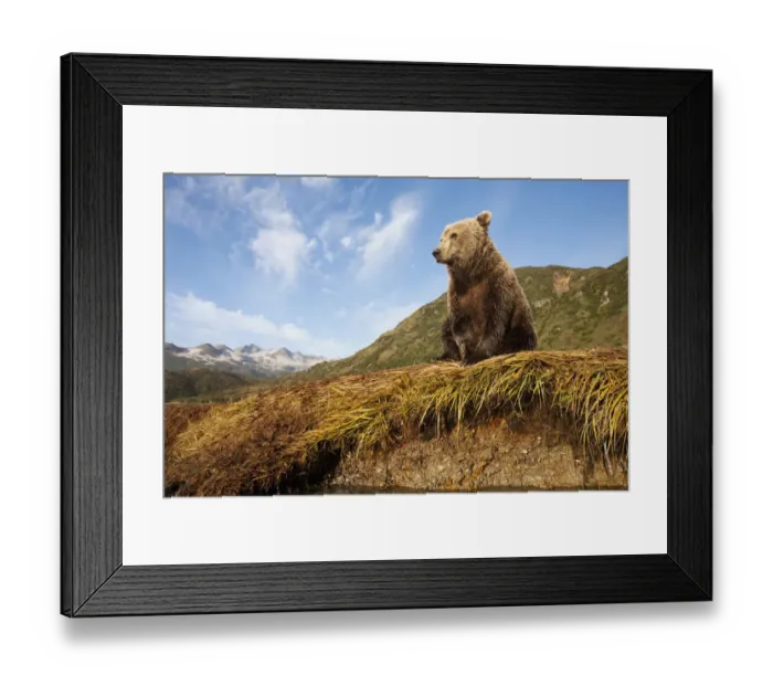 Framed Print : USA, Alaska, Katmai National Park, Young Adult Female Coastal Brown Bear (Ursus arctos) Framed Print : USA, Alaska, Katmai National Park, Young Adult Female Coastal Brown Bear (Ursus arctos)