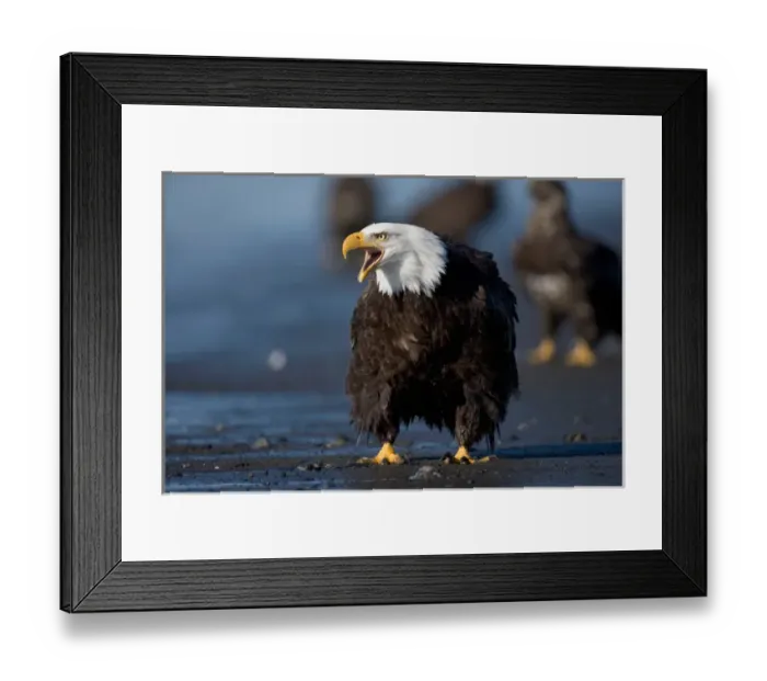 Framed Print : USA, Alaska, Homer, Bald Eagle (Haliaeetus leucocephalus) calling while standing Framed Print : USA, Alaska, Homer, Bald Eagle (Haliaeetus leucocephalus) calling while standing