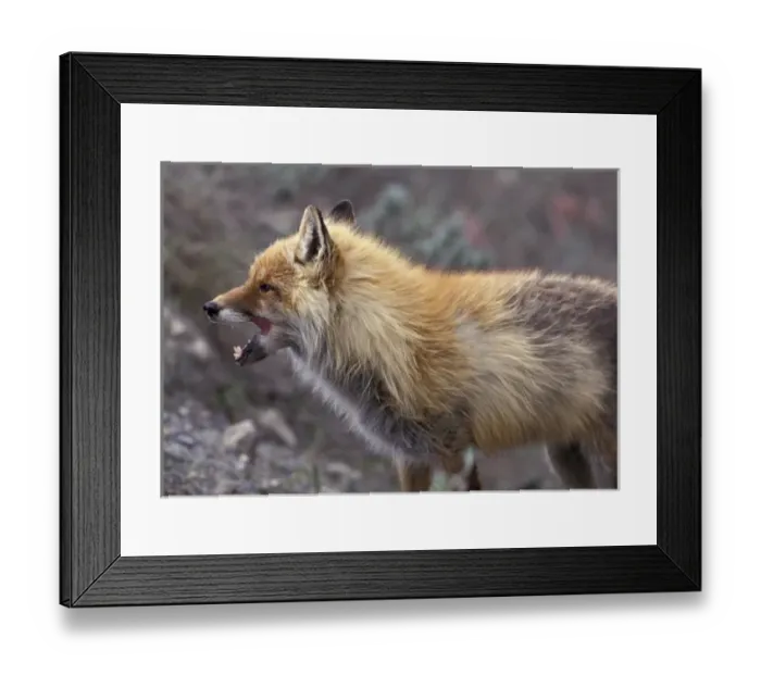 Framed Print : NA, USA, Alaska. Denali National Park. Arctic Fox