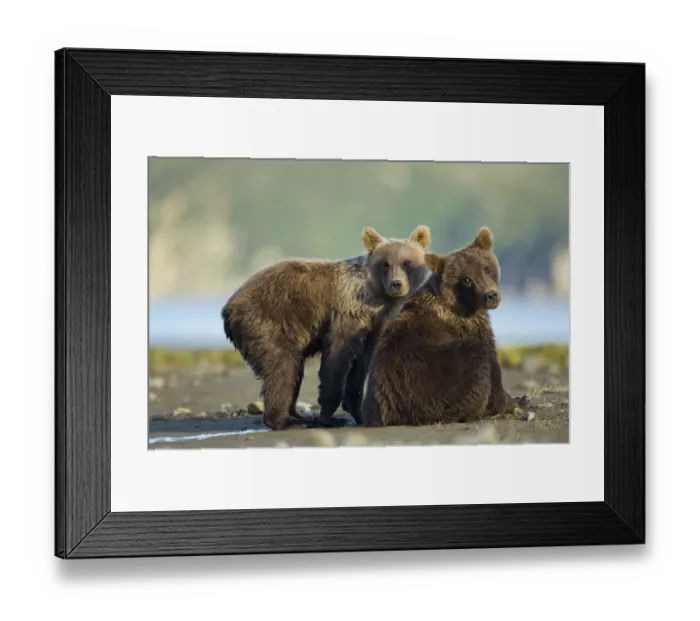 Framed Print : USA, Alaska, Katmai National Park, Two Grizzly Bear Cub (Ursus arctos) sitting along