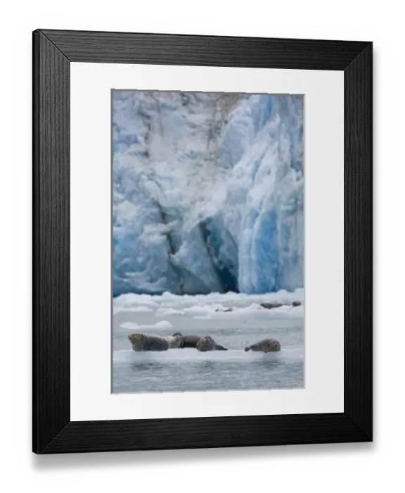 Framed Print : USA, Alaska, Tongass National Forest, Harbor Seals (Phoca vitulina) gathered on iceberg Framed Print : USA, Alaska, Tongass National Forest, Harbor Seals (Phoca vitulina) gathered on iceberg