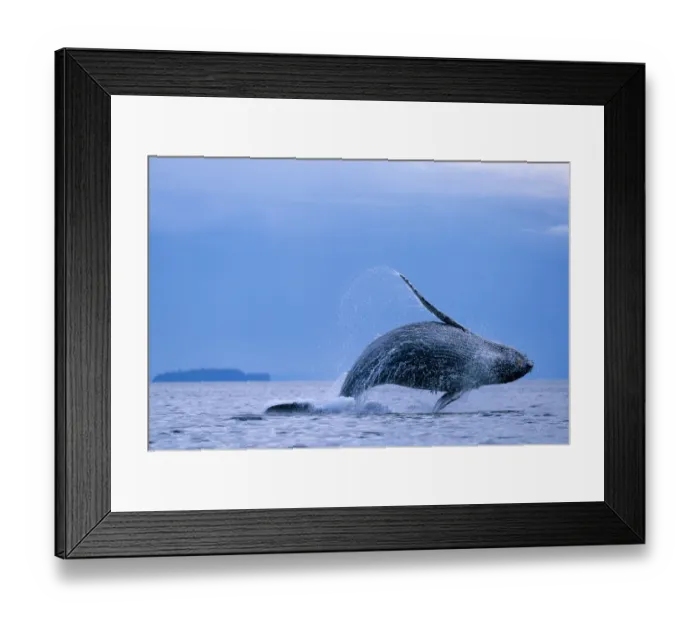 Framed Print : USA, Alaska, Tongass National Forest, Humpback Whale (Megaptera novaengliae) breaches Framed Print : USA, Alaska, Tongass National Forest, Humpback Whale (Megaptera novaengliae) breaches