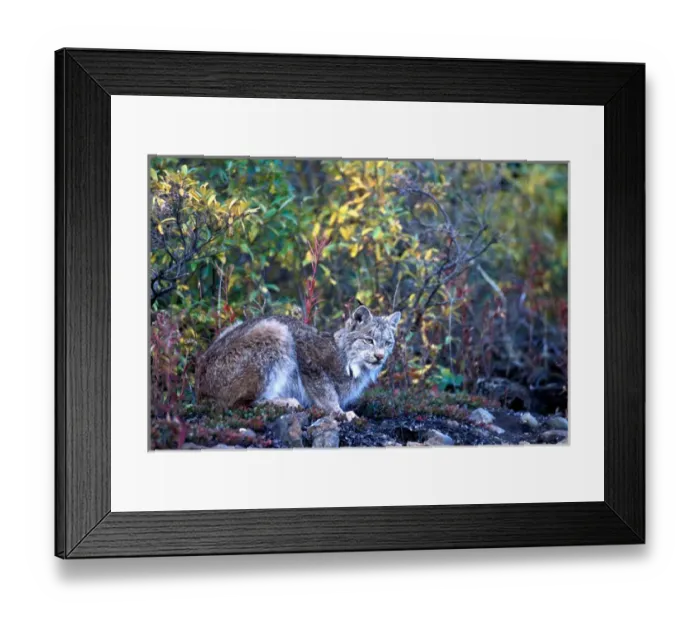 Framed Print : USA, Alaska, Denali National Park, Lynx (Felis lynx) sits on rocky bluff over Toklat Framed Print : USA, Alaska, Denali National Park, Lynx (Felis lynx) sits on rocky bluff over Toklat