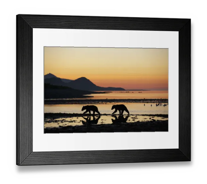 Framed Print : USA, Alaska, Katmai National Park, Grizzly Bear Cubs (Ursus arctos) walking along