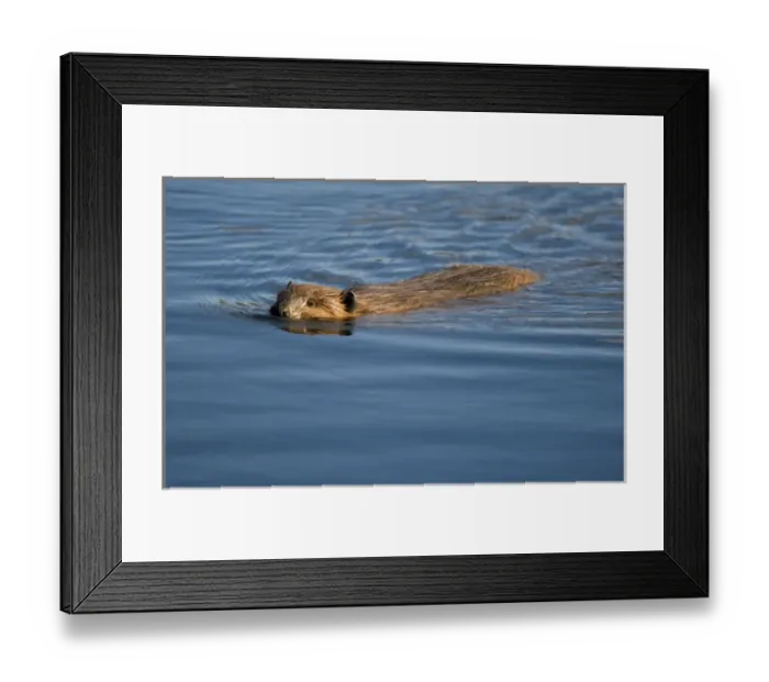 Framed Print : USA, Alaska, Denali National Park, Beaver (Castor canadensis) swimming in Wonder