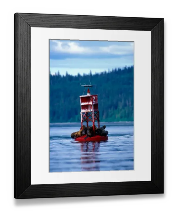 Framed Print : USA, Alaska, Tongass National Forest, Steller Sea Lions (Eumetopias jubatus) on buoy Framed Print : USA, Alaska, Tongass National Forest, Steller Sea Lions (Eumetopias jubatus) on buoy