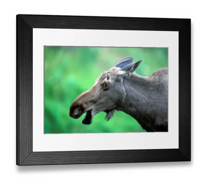 Framed Print : USA, Alaska, Young moose (Alces alces) feeding along Seward Highway in Turnagain Framed Print : USA, Alaska, Young moose (Alces alces) feeding along Seward Highway in Turnagain