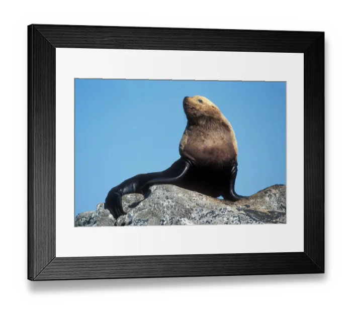 Framed Print : USA, Alaska, Steller Sea Lion bull rests on rocks at (Eumetopias jubatus) haulout Framed Print : USA, Alaska, Steller Sea Lion bull rests on rocks at (Eumetopias jubatus) haulout